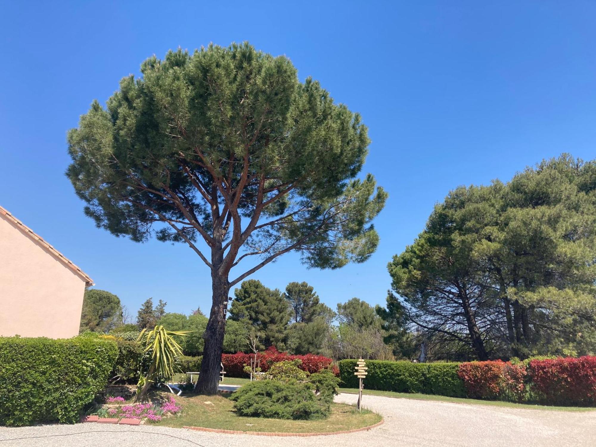 Les Bougainvillees De Camargue Villetelle Luaran gambar